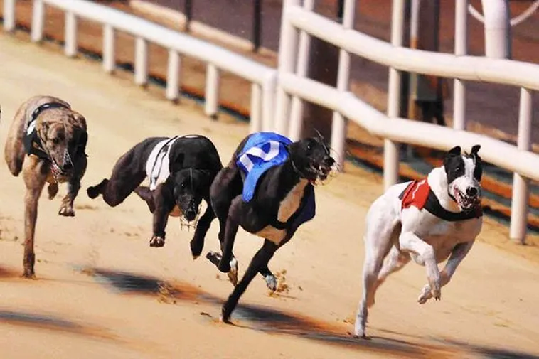 Bật Mí Cách Chơi Đua Chó Tại 69VN Luôn Thắng Từ Cao Thủ 1 Bật Mí Cách Chơi Đua Chó Tại 69VN Luôn Thắng Từ Cao Thủ