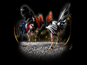 Bí Kíp Chơi Đá Gà Sabong Tại 69VN Từ Trường Gà Quốc Tế