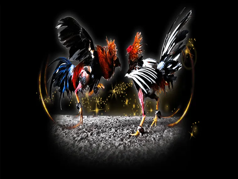 Bí Kíp Chơi Đá Gà Sabong Tại 69VN Từ Trường Gà Quốc Tế 1 Bí Kíp Chơi Đá Gà Sabong Tại 69VN Từ Trường Gà Quốc Tế