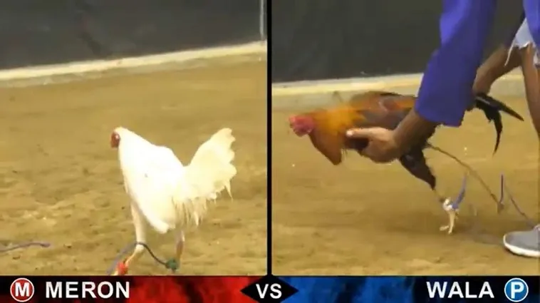 Bí Kíp Chơi Đá Gà Sabong Tại 69VN Từ Trường Gà Quốc Tế 2 Bí Kíp Chơi Đá Gà Sabong Tại 69VN Từ Trường Gà Quốc Tế